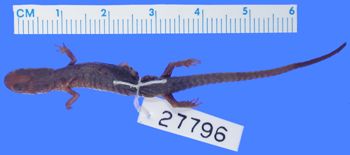 Media type: image; Herpetology A-27796